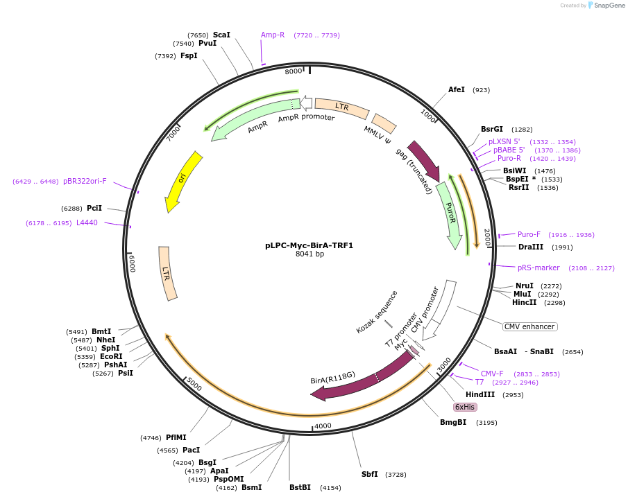 234040-plasmid-map-sequence-id-466041
