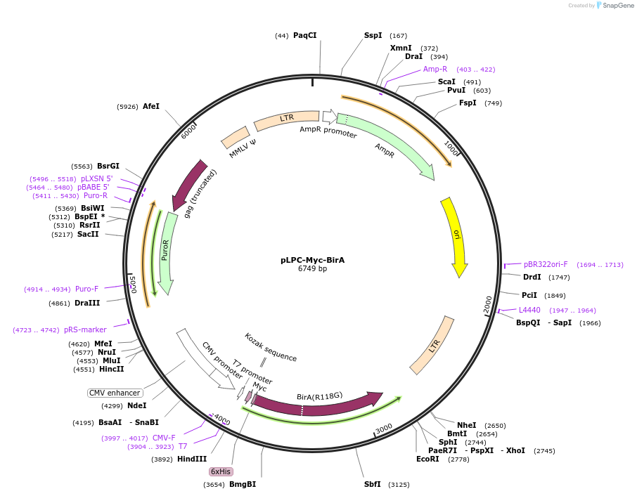 234039-plasmid-map-sequence-id-466042