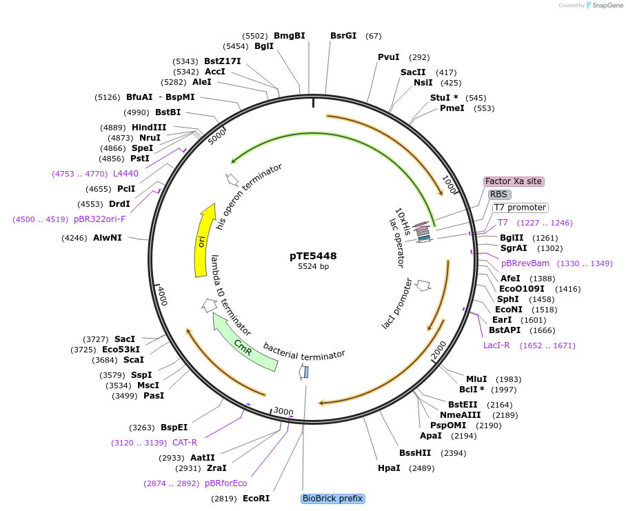 231065-plasmid-map-sequence-id-466057