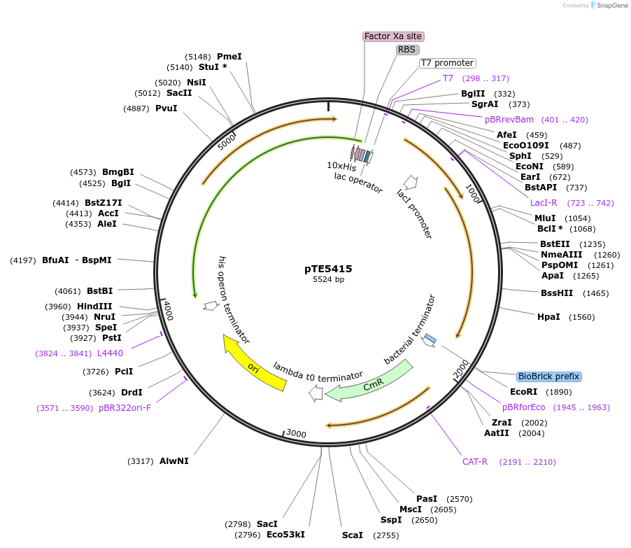 229030-plasmid-map-sequence-id-466058