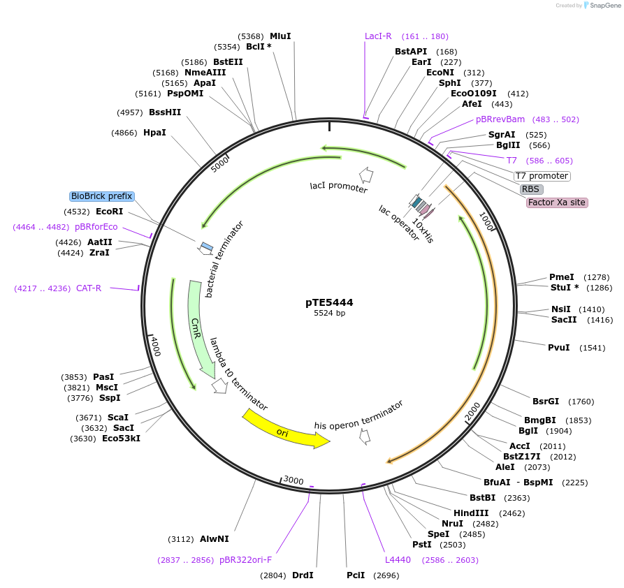 231064-plasmid-map-sequence-id-466059