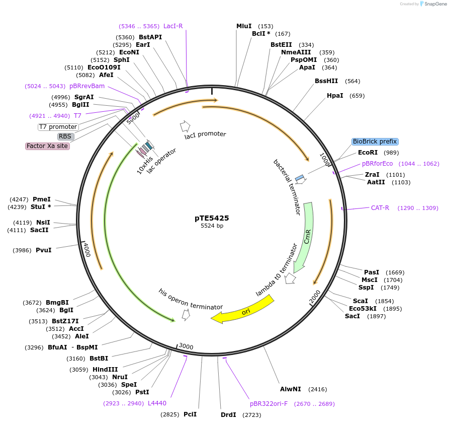 229032-plasmid-map-sequence-id-466060