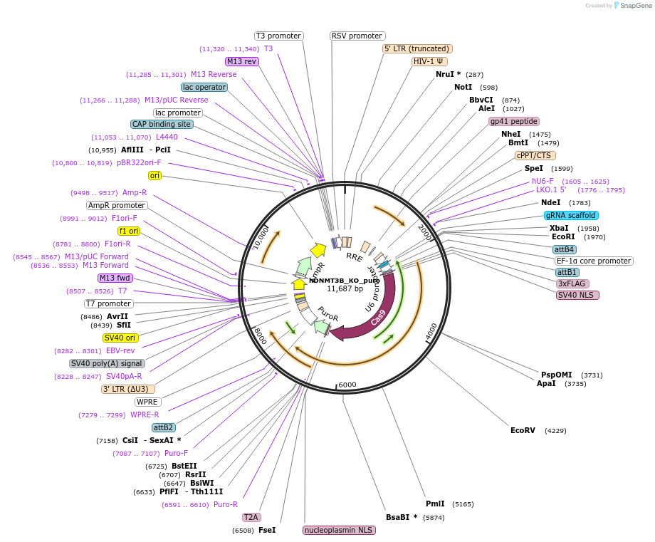 234998-plasmid-map-sequence-id-466603