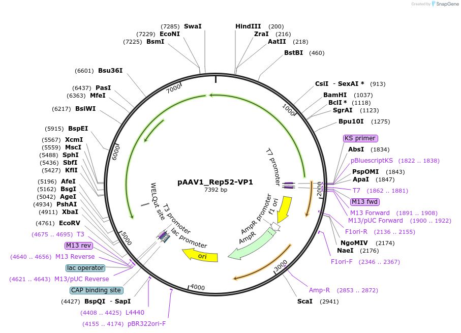 232174-plasmid-map-sequence-id-466767