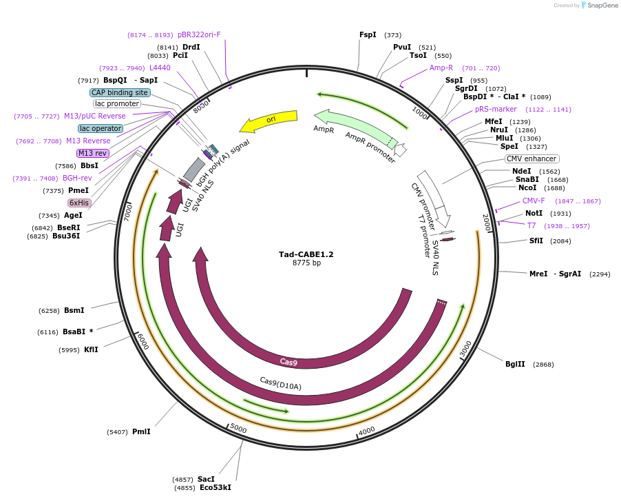 235052-plasmid-map-sequence-id-466784
