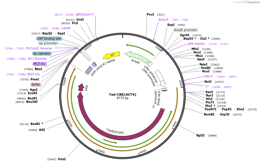 235060-plasmid-map-sequence-id-466786