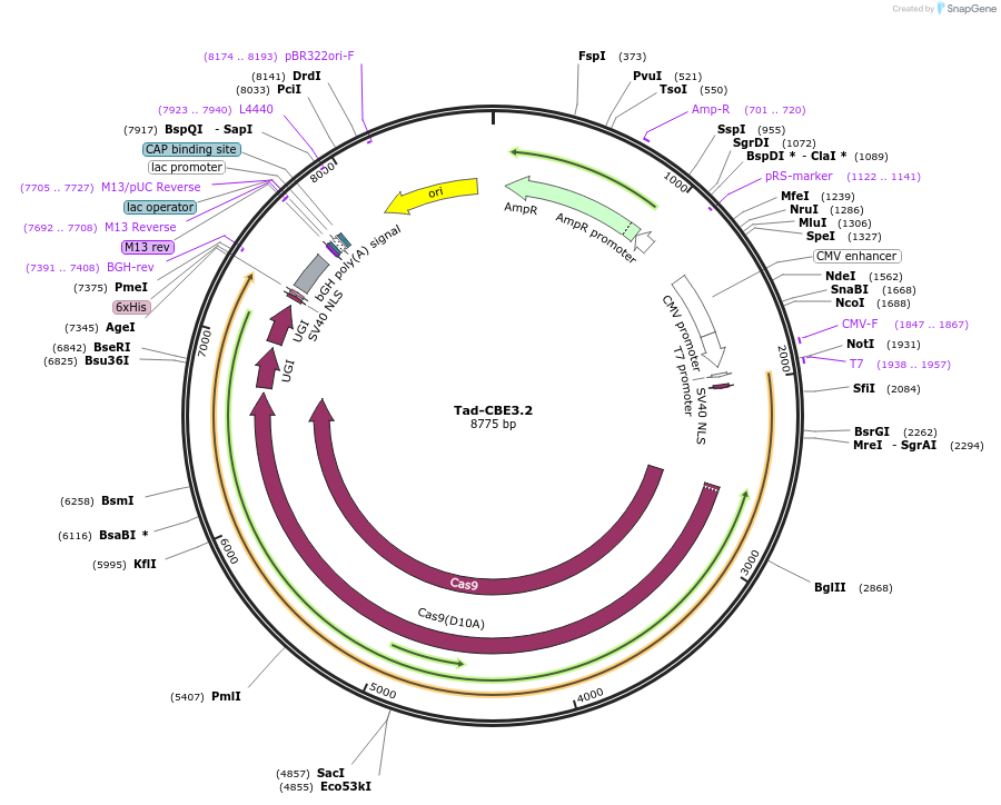 235057-plasmid-map-sequence-id-466791