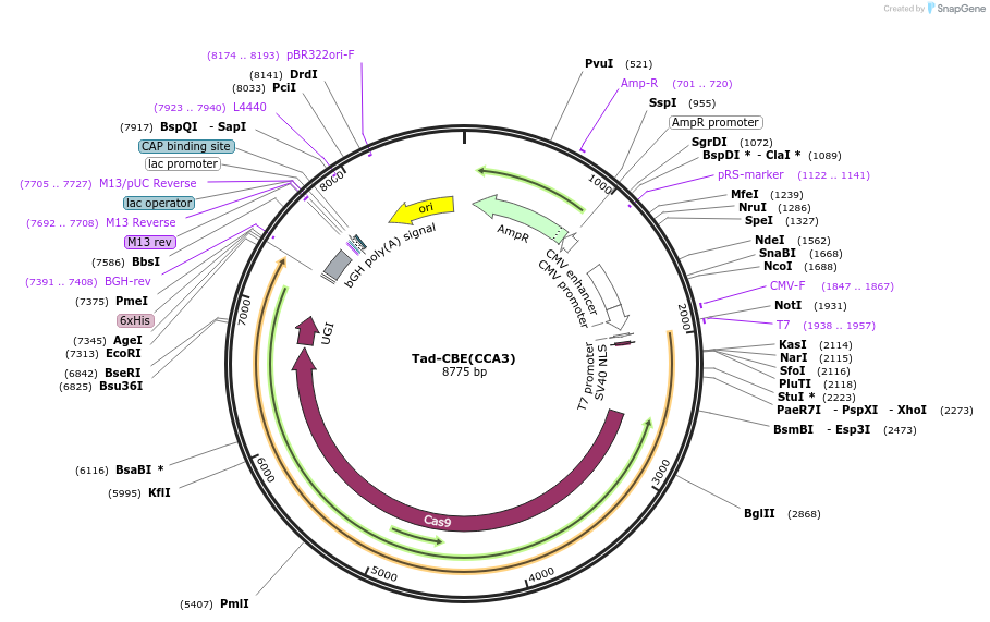 235070-plasmid-map-sequence-id-466792