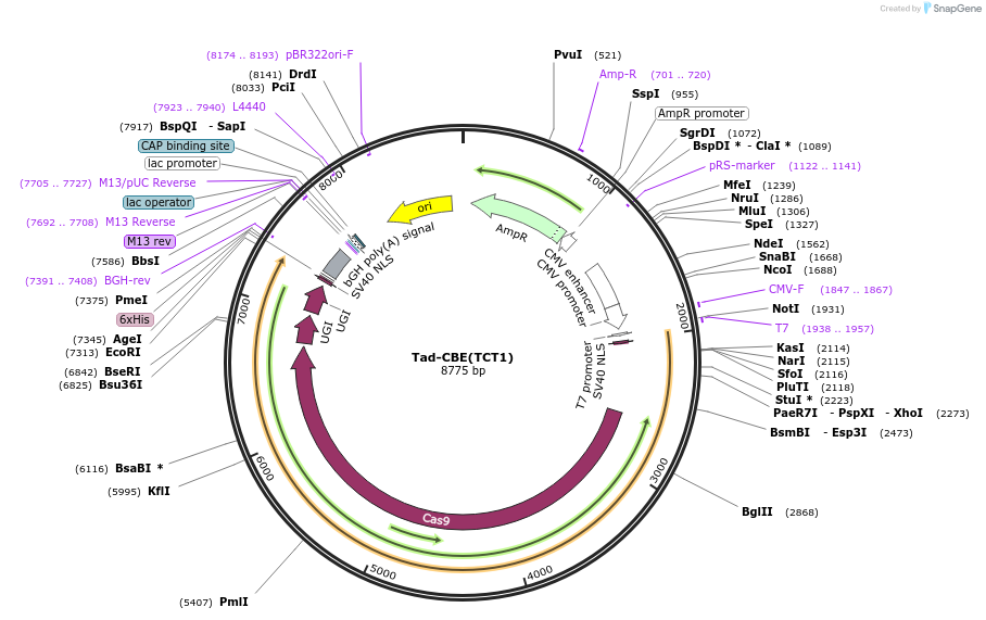 235065-plasmid-map-sequence-id-466798