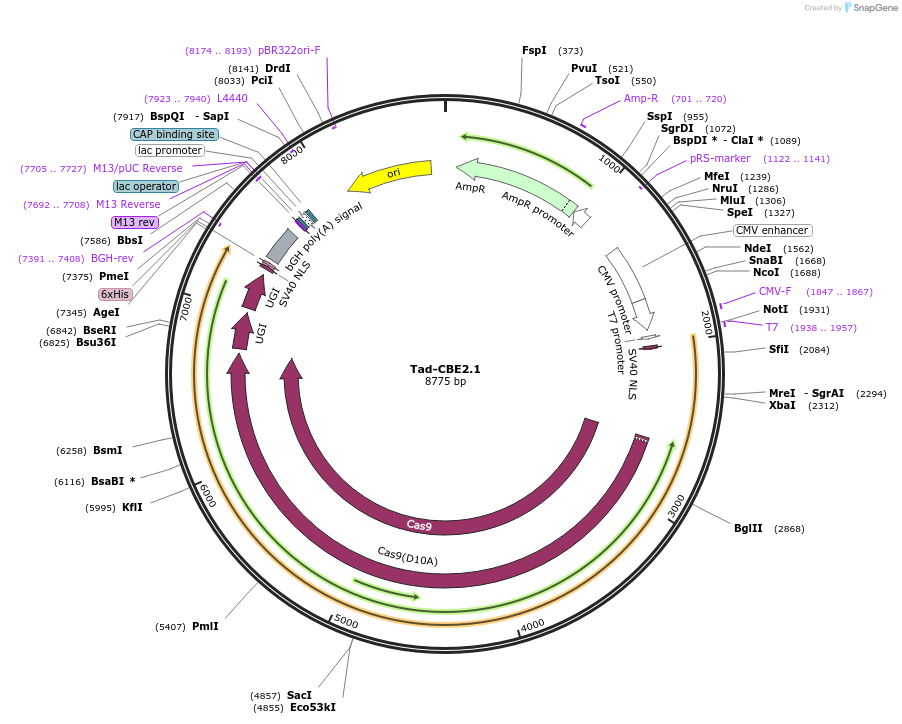 235053-plasmid-map-sequence-id-466799