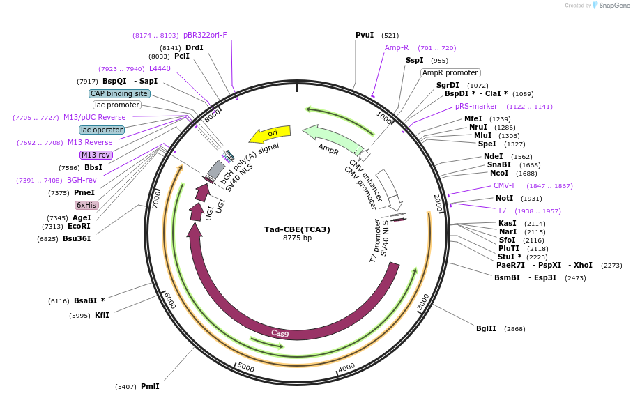 235064-plasmid-map-sequence-id-466802