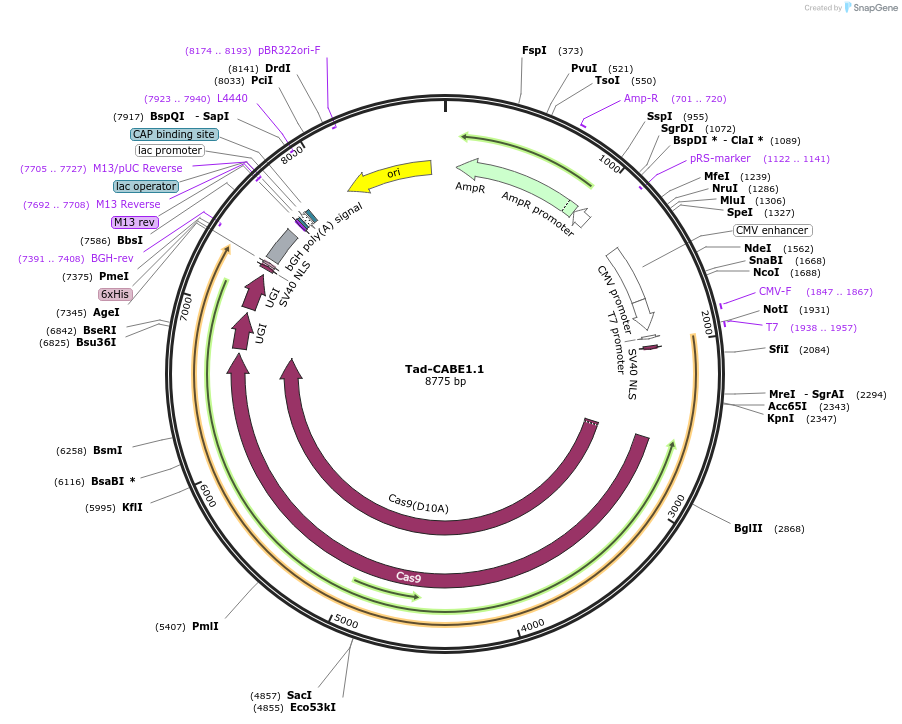 235051-plasmid-map-sequence-id-466803