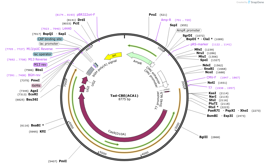 235059-plasmid-map-sequence-id-466805
