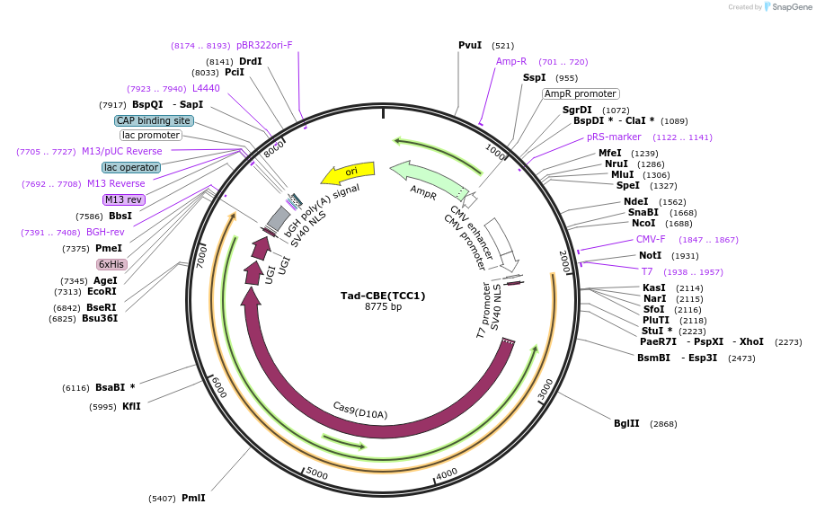 235066-plasmid-map-sequence-id-466809