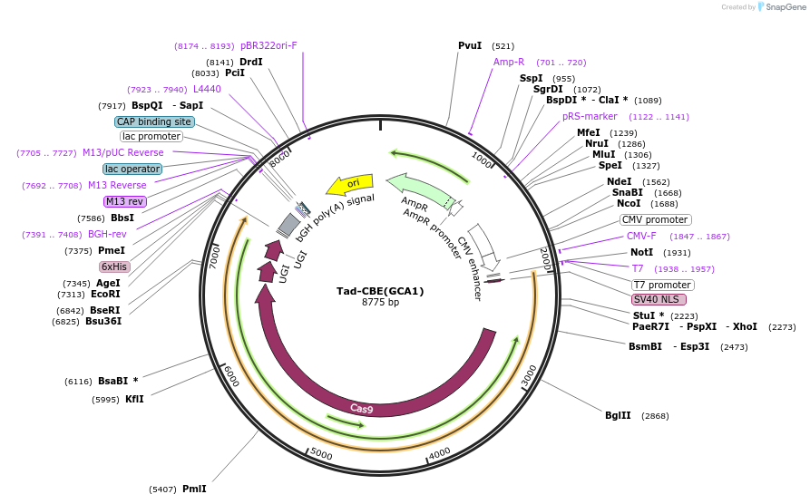 235075-plasmid-map-sequence-id-466810