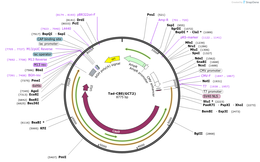 235077-plasmid-map-sequence-id-466811