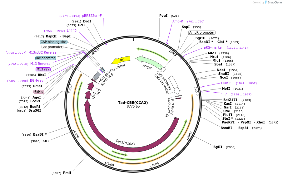 235069-plasmid-map-sequence-id-466815