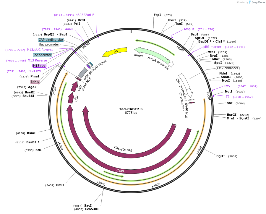 235054-plasmid-map-sequence-id-466816