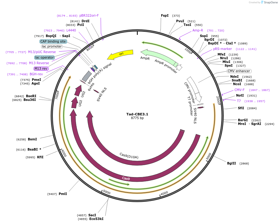 235056-plasmid-map-sequence-id-466817