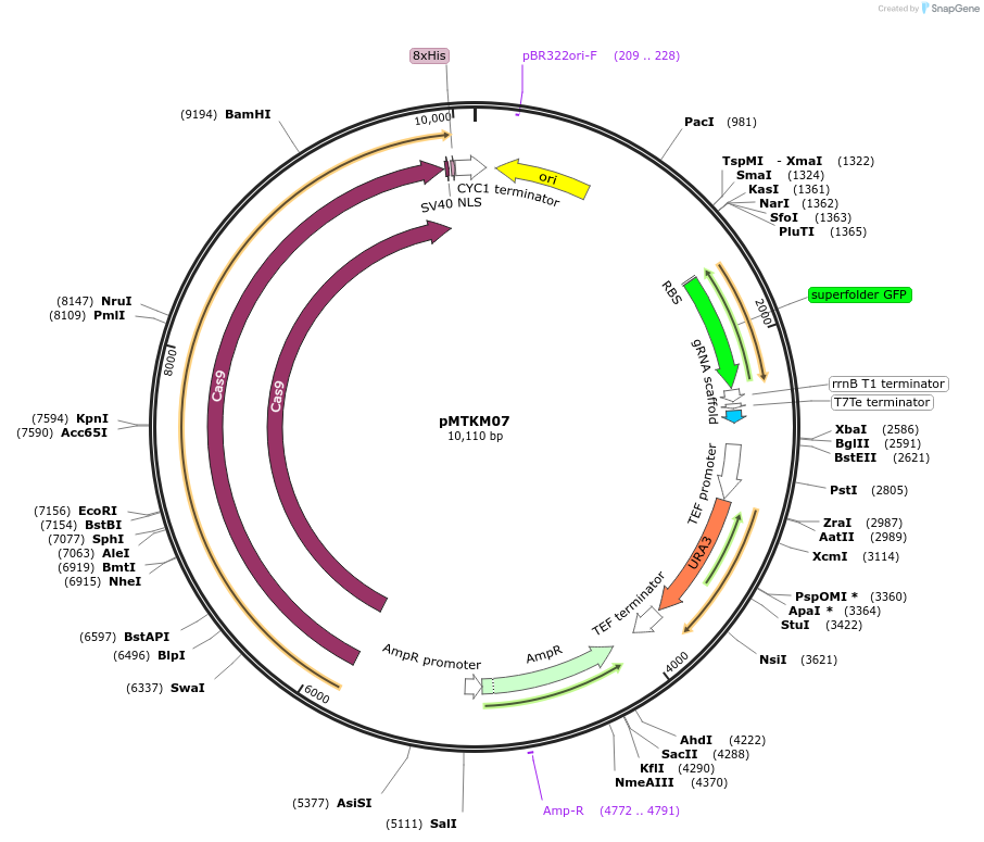 233479-plasmid-map-sequence-id-467125