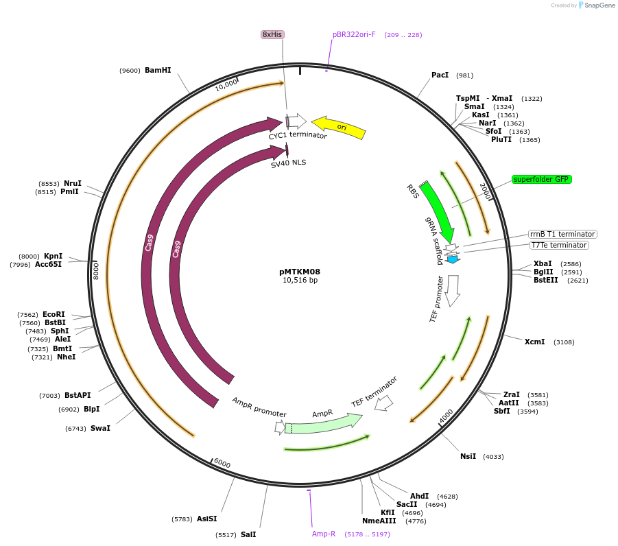233480-plasmid-map-sequence-id-467126