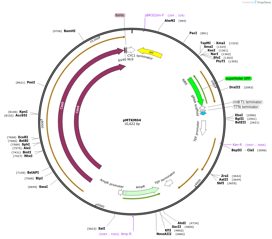 233476-plasmid-map-sequence-id-467129