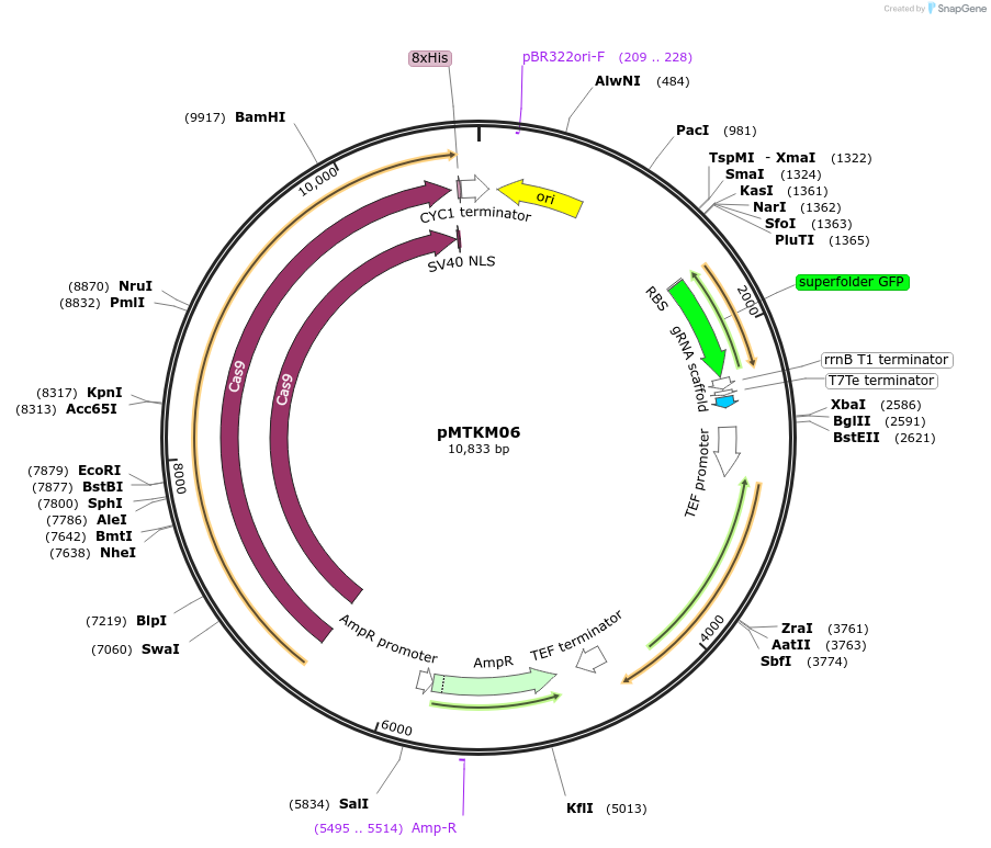 233478-plasmid-map-sequence-id-467131