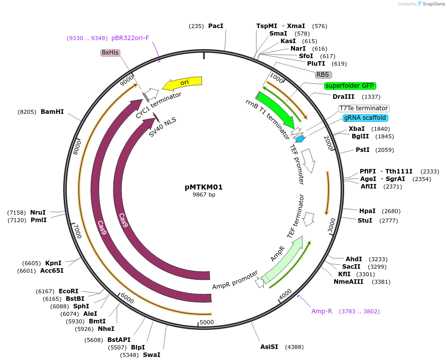 233473-plasmid-map-sequence-id-467134