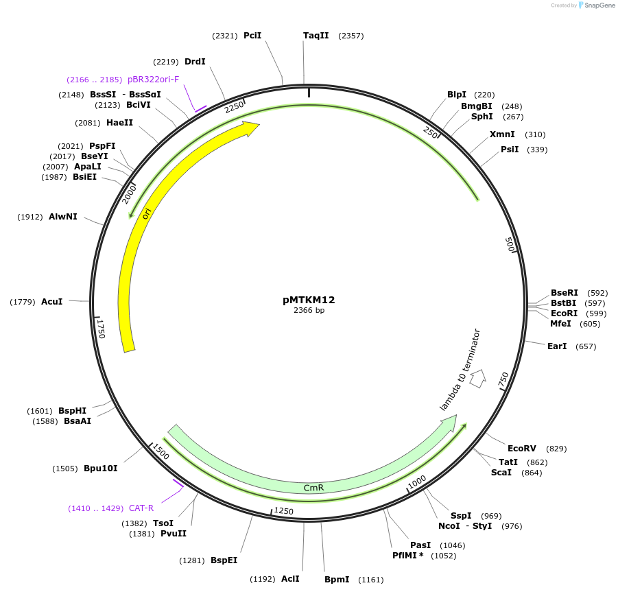 233484-plasmid-map-sequence-id-467177