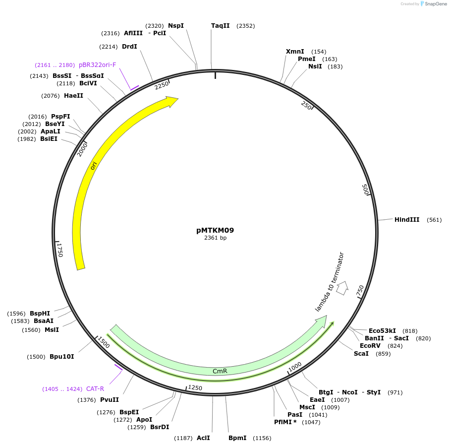233481-plasmid-map-sequence-id-467222