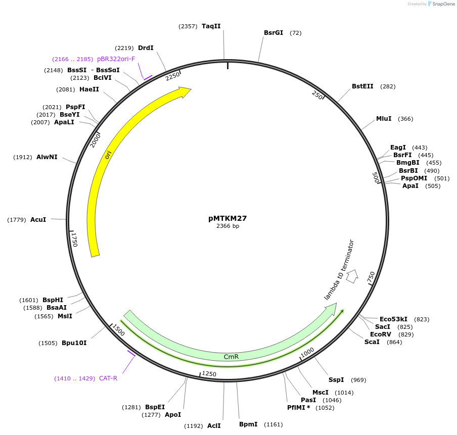 233499-plasmid-map-sequence-id-467226