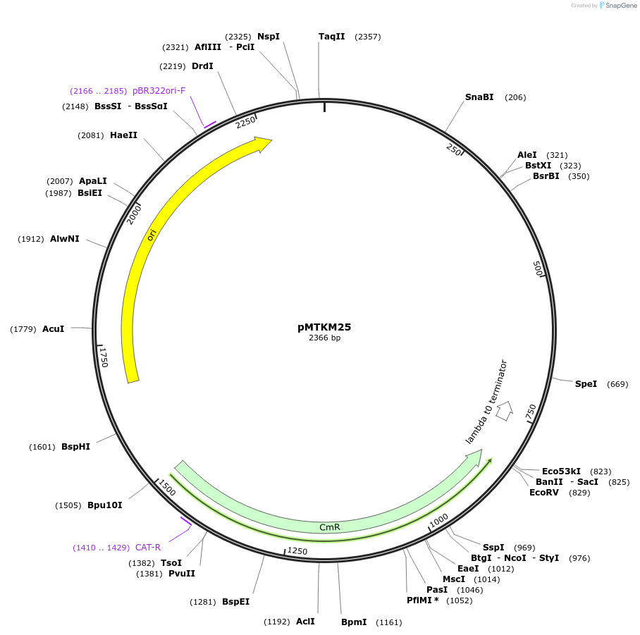 233497-plasmid-map-sequence-id-467227