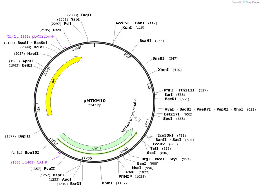 233482-plasmid-map-sequence-id-467236