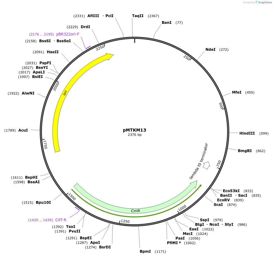 233485-plasmid-map-sequence-id-467239