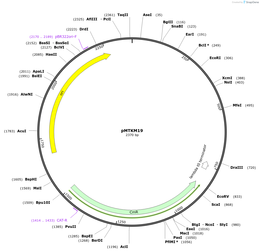 233491-plasmid-map-sequence-id-467248