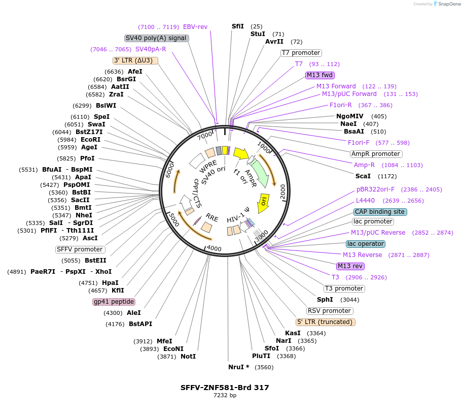 219247-plasmid-map-sequence-id-467533