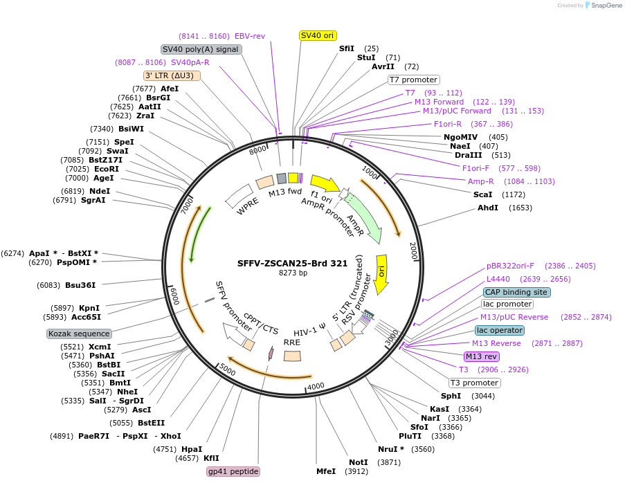 219251-plasmid-map-sequence-id-467539