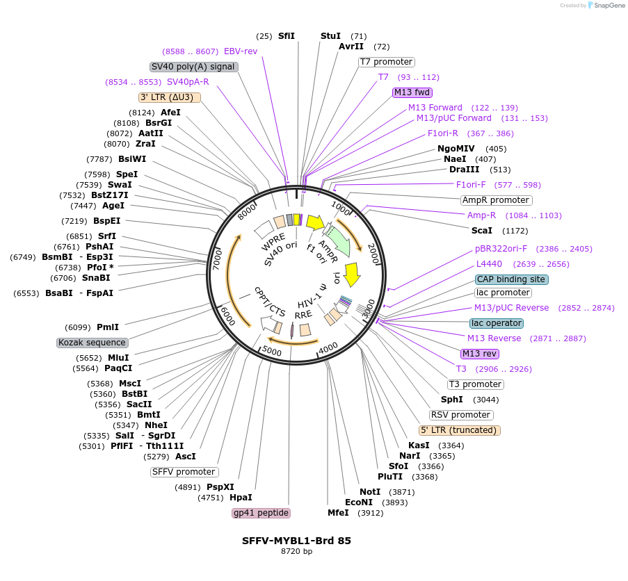 219060-plasmid-map-sequence-id-467540