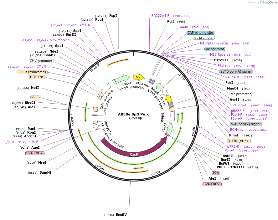 235044-plasmid-map-sequence-id-467753