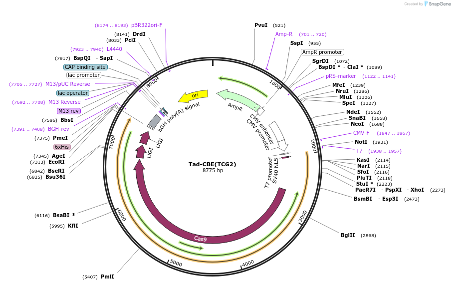235068-plasmid-map-sequence-id-467755