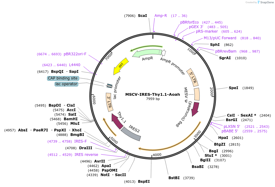 233141-plasmid-map-sequence-id-467758