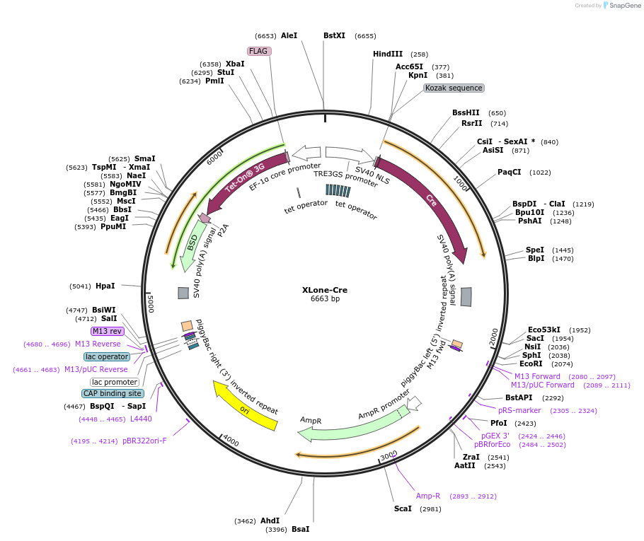 235216-plasmid-map-sequence-id-467762