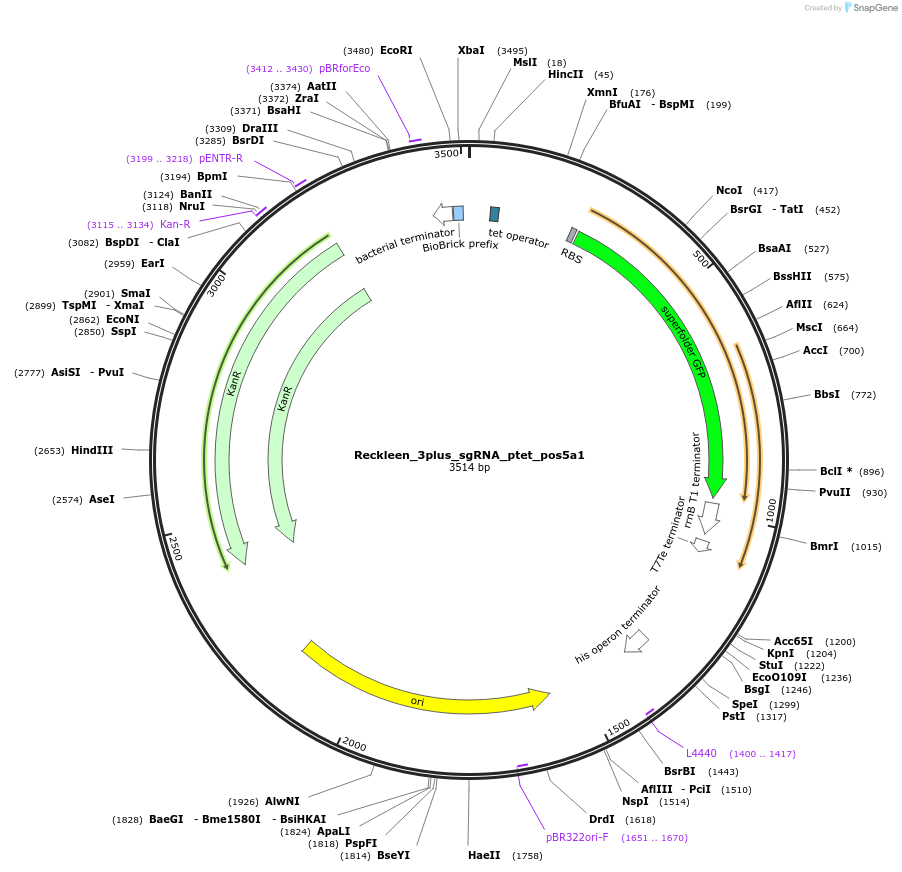 233462-plasmid-map-sequence-id-467780