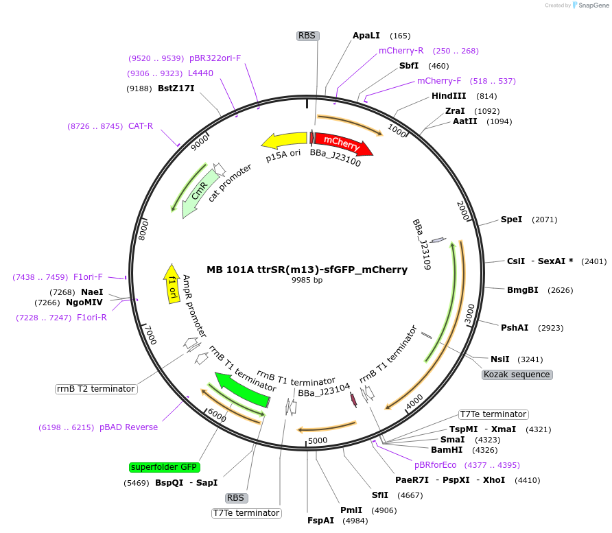 232474-plasmid-map-sequence-id-467799