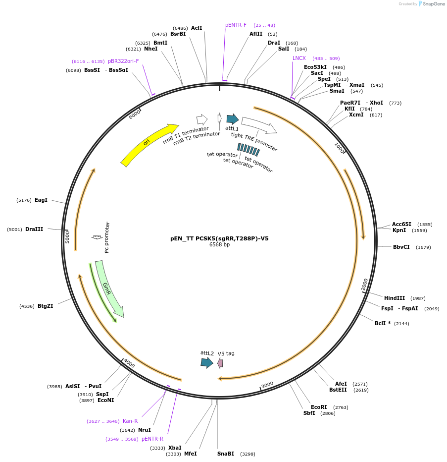 232451-plasmid-map-sequence-id-468266