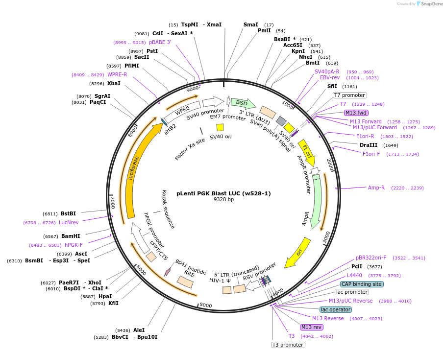 235669-plasmid-map-sequence-id-468350