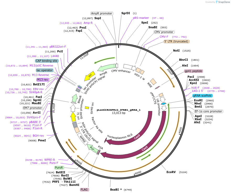 235532-plasmid-map-sequence-id-468355
