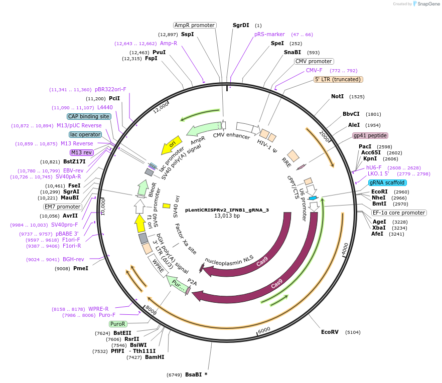 235533-plasmid-map-sequence-id-468358