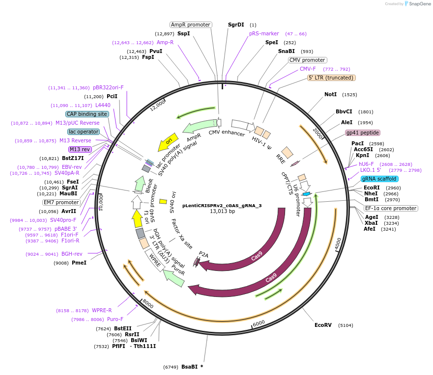 Addgene pLentiCRISPRv2 cGAS gRNA 3 - Addgene Plasmid 235531 Sequence 468360 Map