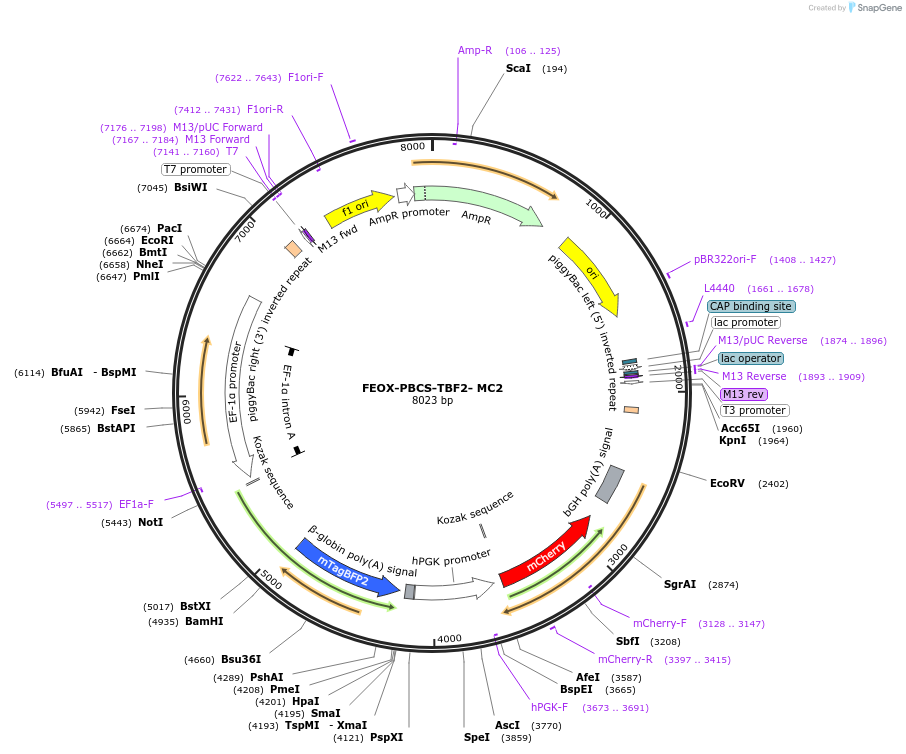234406-plasmid-map-sequence-id-468364